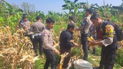 Sat Lantas Polres Bogor Gelar Panen Raya Jagung Kuartal II di Hambalang, Dukung Swasembada Pangan Nasional