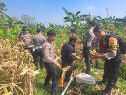 Sat Lantas Polres Bogor Gelar Panen Raya Jagung Kuartal II di Hambalang, Dukung Swasembada Pangan Nasional